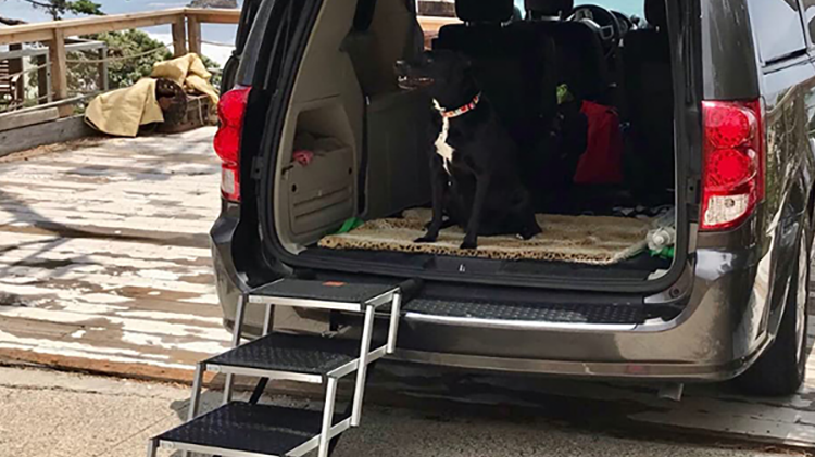 a black dog with dog stair for car