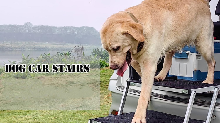 dog going down stairs