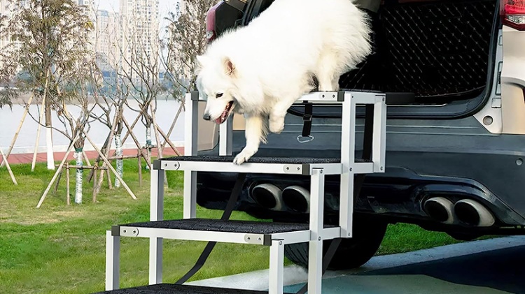 Samoyed going down stairs