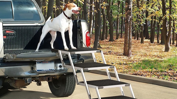 Dog climbing up dog stairs to truck trunk