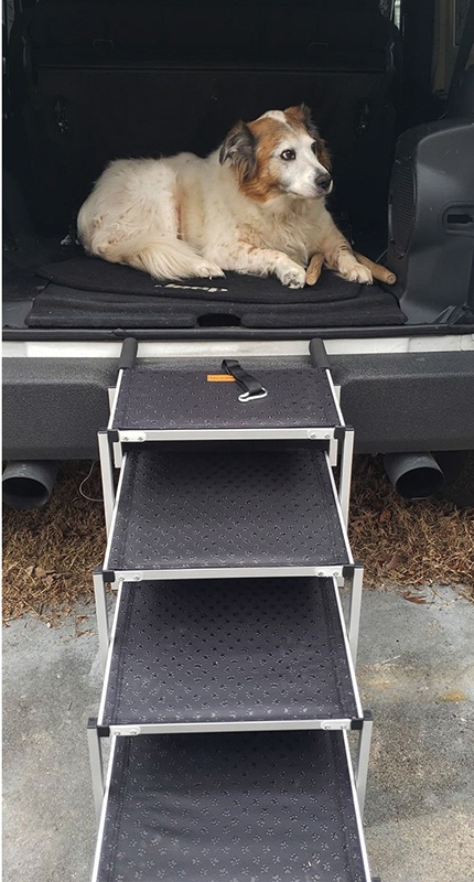 Dog got into car trunk via dog stairs