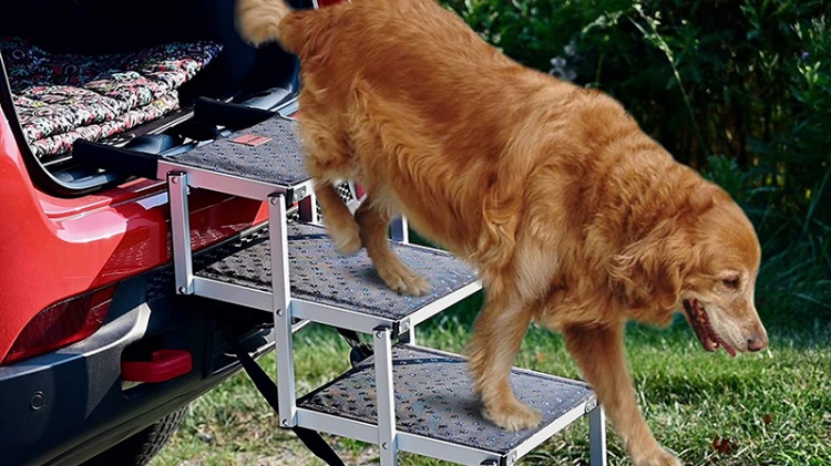 Dog is getting off the car via dog stairs