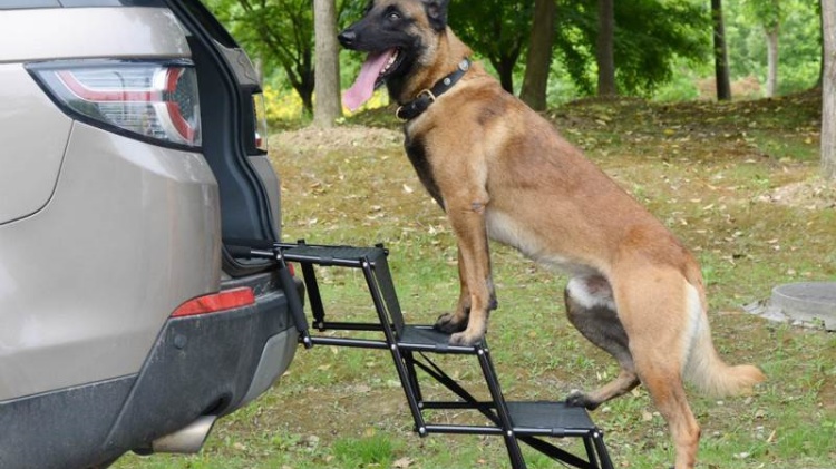 un cane su una scala per cani